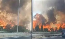 İzmir Buca'da orman yangını çıktı!