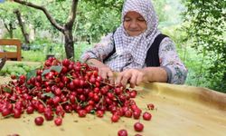 Üreticinin sofrasında bile bu yıl kiraz yok