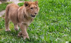 Adını anketle İzmirliler belirlemişti: Aslan Pars öldürüldü...