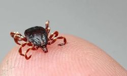Sivas'ta kene kabusu! Ölü sayısı 11’e yükseldi