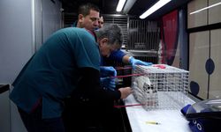 Sokaktaki canlar “Can Dost”la emin ellerde