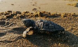Kuşadası'nda caretta caretta yavruları sürpriz yuvadan çıktı