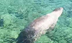 Marmaris Çiftlik Koyu’nda fok balığı görüntülendi