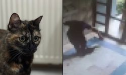 'Cezve' isimli kediyi vahşice katleden cani tutuklandı