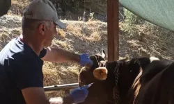 Nazilli’de Büyükbaş Hayvanlar Şap Hastalığına Karşı Aşılanıyor
