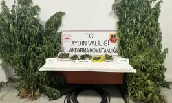 Aydın Köşk’te kestane bahçesinde kenevir operasyonu: 1 tutuklama