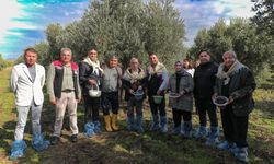 Aliağa Belediyesi’nden 4.Zeytin Hasat Şenliği