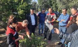 Aydın'da sakız ağacı üretimi yaygınlaştırılacak