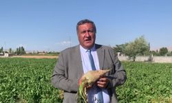 CHP Gürer:  Şekerpancarı alım fiyatı çiftçiyi mutlu etmedi