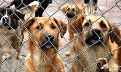 Datça’daki  hayvan barınağındaki koşullar tepki topladı