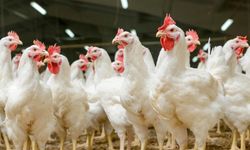 Türkiye’den Çin’e dev tavuk ayağı ihracatı