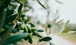 Zeytinlikleri tehdit eden proje iptal edildi