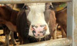 Mudurnu’da şap nedeniyle 18 köy ve 4 mahalle karantinaya alındı