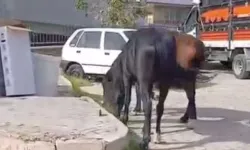 Bornova’da başıboş atlar mahalleyi tedirgin etti