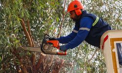 Buca’da budama seferberliği başladı
