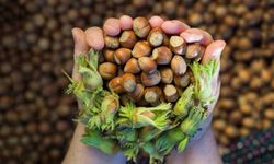 Ferrero’nun fındık politikası gündemde