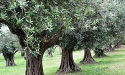 İsrail’den Batı Şeria’da ağaç söküm kararı