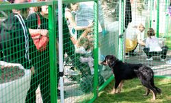 Konak'ta kalpler patili dostlar için attı