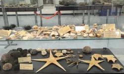 Katip Çelebi Üniversitesi’nde 400’ü aşkın deniz canlısı sergileniyor