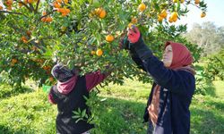 Hataylı üreticiden tepki: “Maliyeti 5 TL, satış 3 TL”