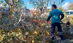 Efeler'de budama çalışmaları sürüyor