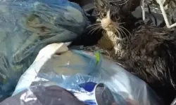 Poşete koyulup çöpe atılan kedi kurtarıldı