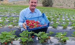 Kışın ortasında çilek bereketi