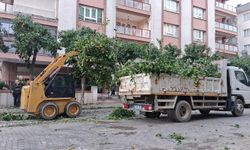 Efeler'in ekipleri daha yeşil bir kent için çalışıyor