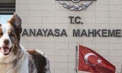 AYM’den sokak hayvanları kararına tepki: