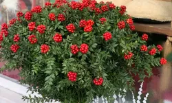 Yılbaşı çiçeği kokina satışta: Fiyatı 500 lira