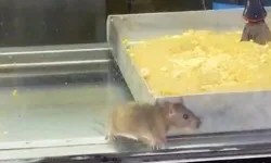 Buca’daki börekçide fare skandalı: İşletme mühürlendi