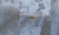 İZDENİZ'den körfez açıklaması