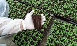 Fide sektörüne rekabet soruşturması