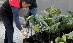 Gömeç’te 499 sertifikalı incir fidanı dağıtıldı