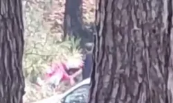 Buca'da bir kadın ormanlık alanda darp edildi