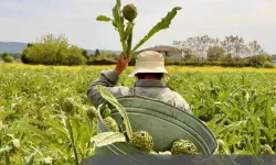 Üç turizm hikâyesi halk oylamasında