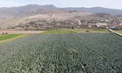 Brokoli fiyatı tarladan pazara üçe katlanıyor