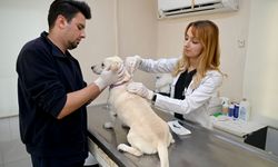 Kuşadası Belediyesi Veteriner İşleri Müdürlüğü'nden 'mikroçip' uyarısı