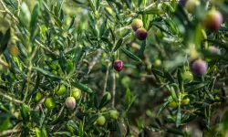 İzmir Kooperatifçilik Buluşmaları 19 Aralık'ta