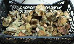 Mantar zehirlenmelerinde korkutan artış :Uzmanı uyardı