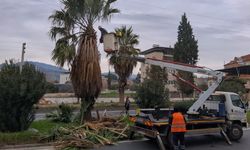 Efeler’de Umurlu Karayolu’nda budama çalışması