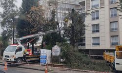 Budama çalışmaları sürüyor