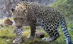 Anadolu parsına dokunan yandı