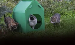 Sokak kedilerine sıcak yuva