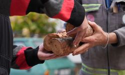 Budanan ağaçlar yuvaları ısıtıyor