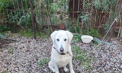 Datça’da köpeğe çarpan araç tepki çekti