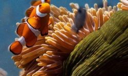 Okyanusların sessiz çığlığı İzmir’de