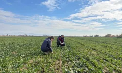 Sebzelerde zararlı kontrolleri sürüyor