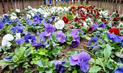 Efeler’de Sokaklar ve Parklar Renkleniyor