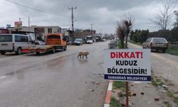 Hatay’da kuduz alarmı: 4 mahalle karantinaya alındı